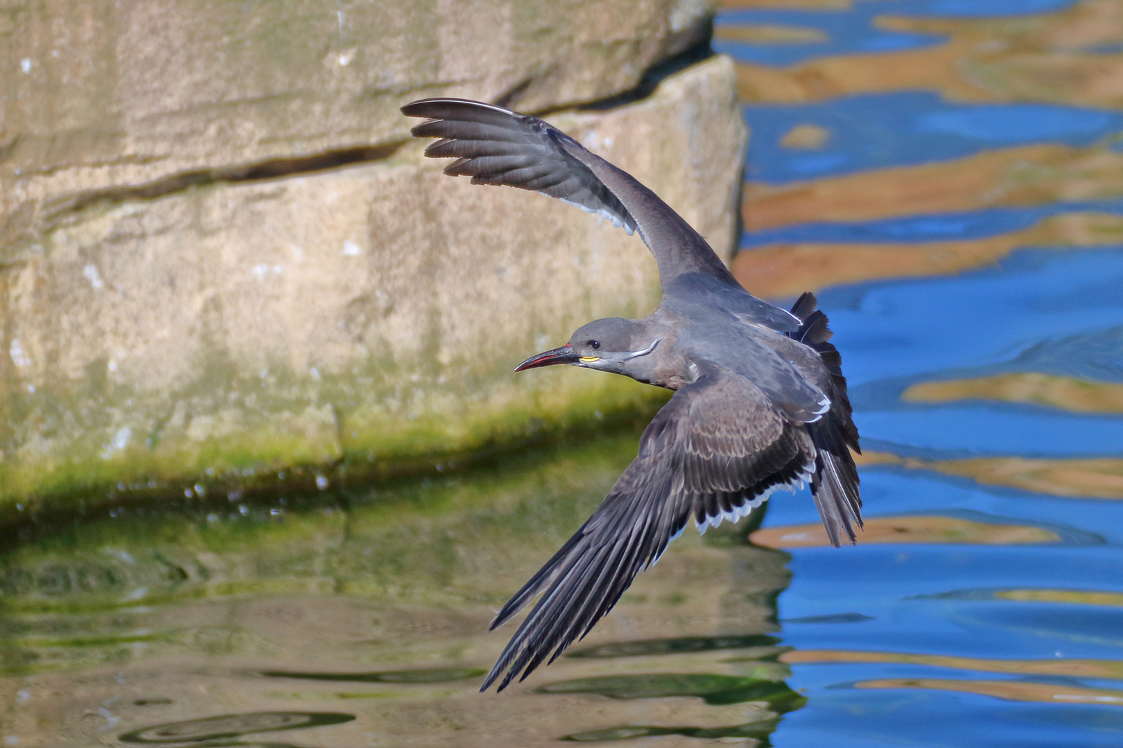 Die Inkaseeschwalbe im Flug