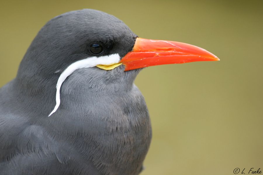 Die Inkaseeschwalbe (Larosterna inca)