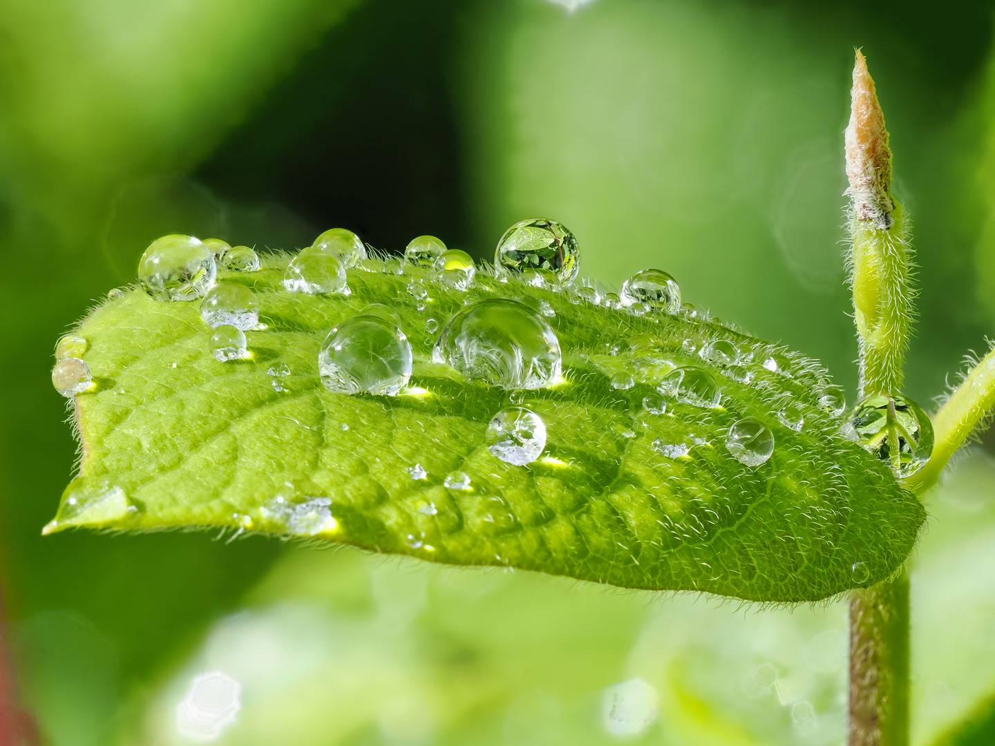 Die Insekten-Landebahn kann wegen Überflutung nicht genutzt werden