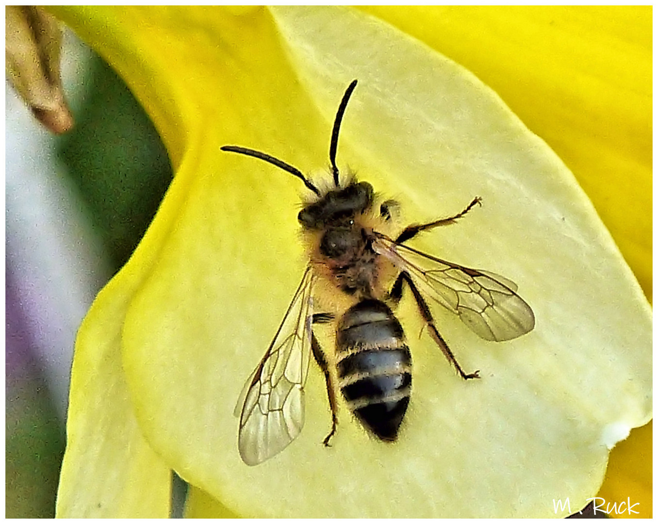 Die Insekten sind auch schon wieder unterwegs !