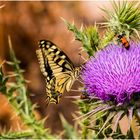 Die Insekten Versammlung