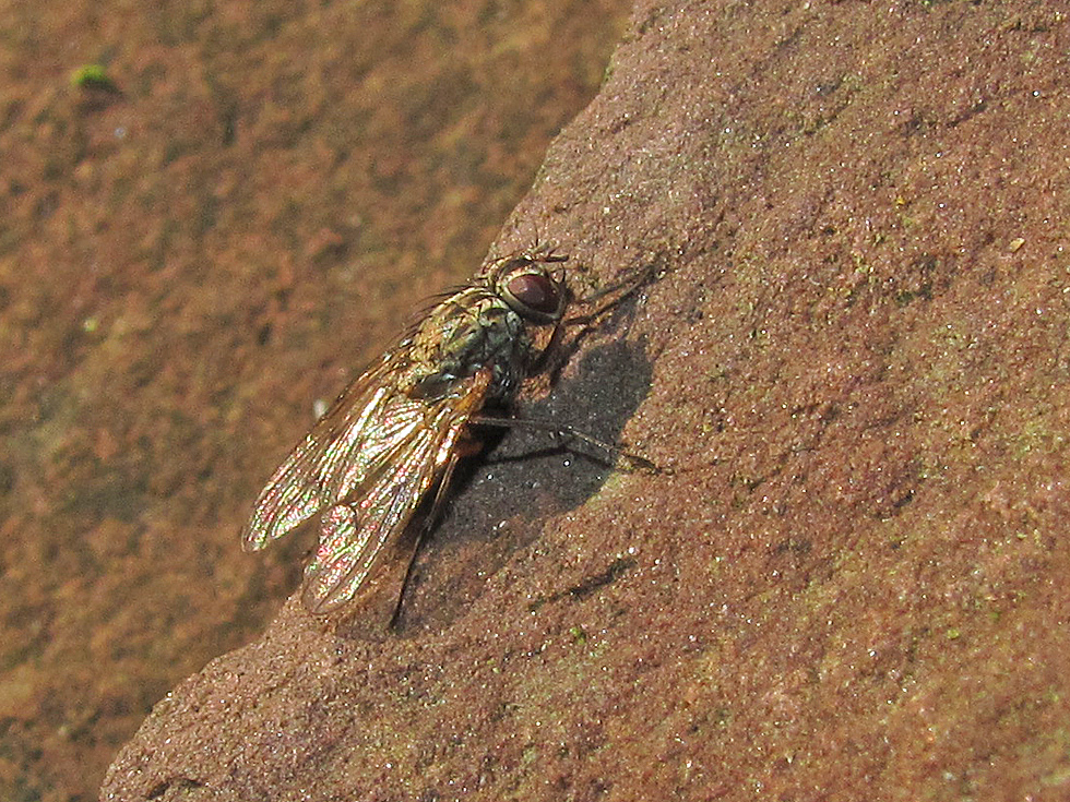 Die Insekten warten auf schönes Wetter