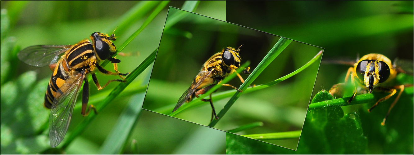 Die Insektenwelt ......