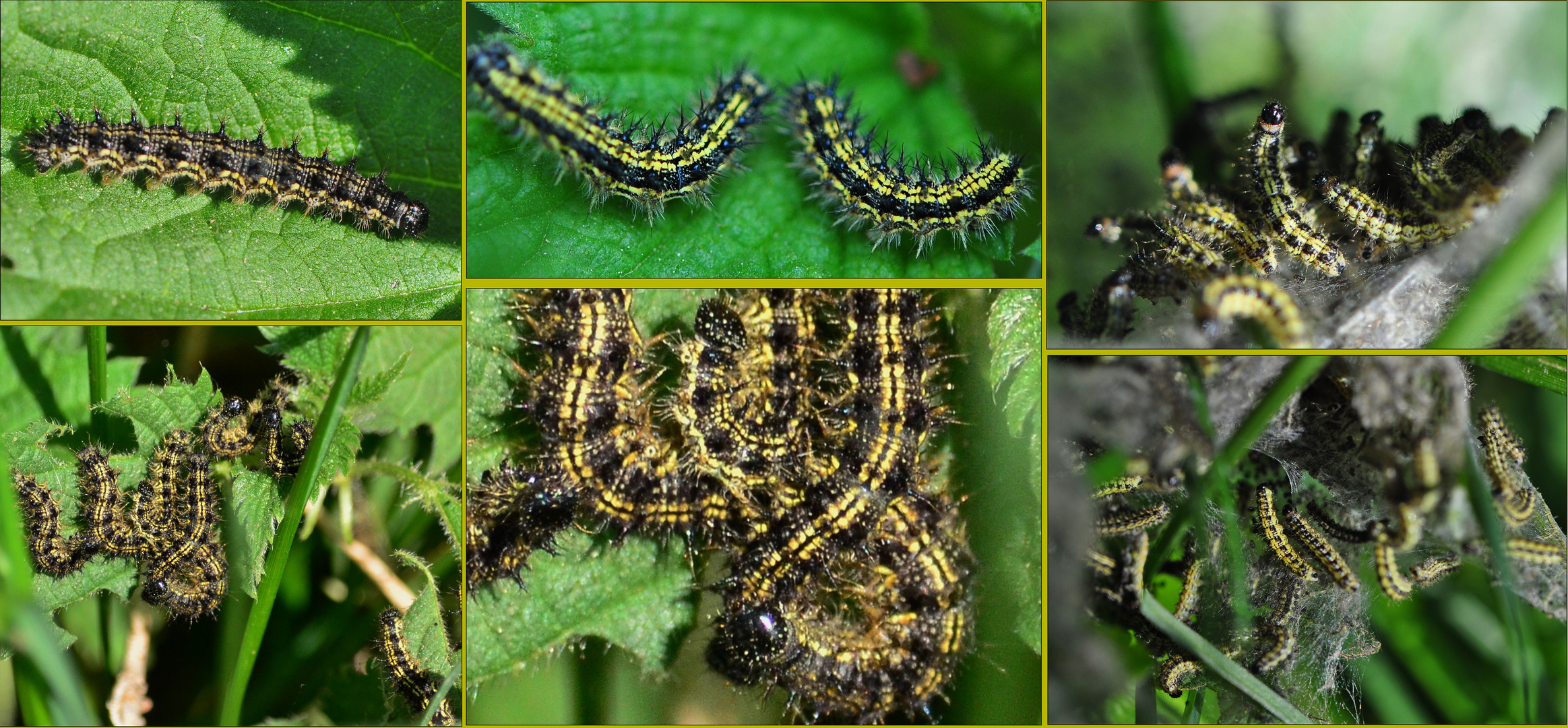 Die Insektenwelten / Entwicklungen .....