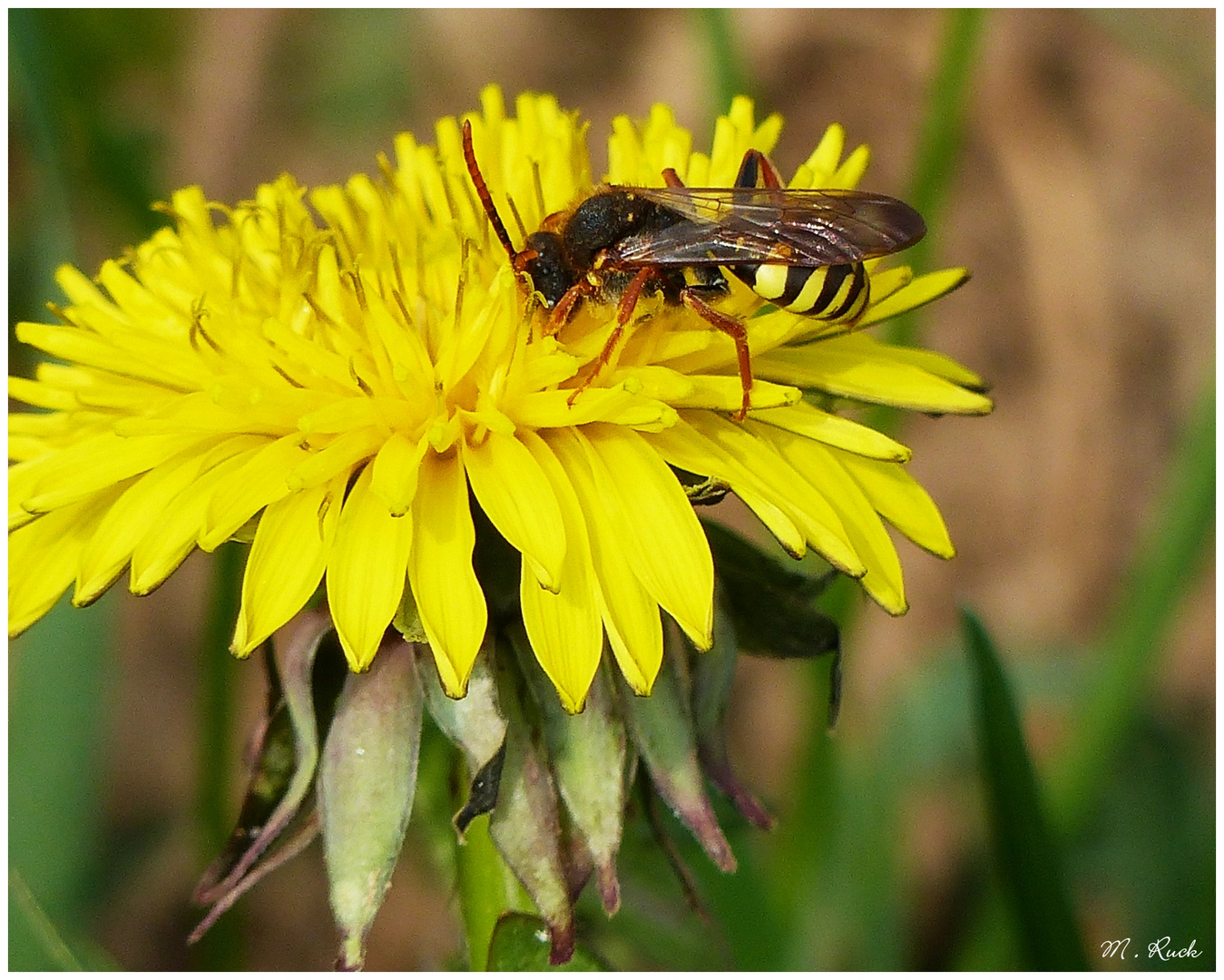 Die Insektenzeit hat begonnen ,