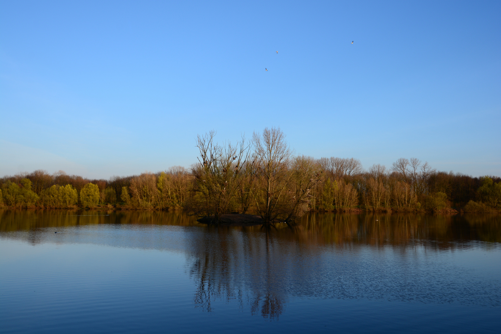 Die Insel der Kormorane