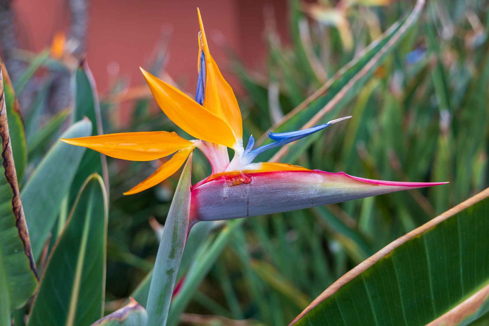 Die Insel der Papageienblumen, Teneriffa