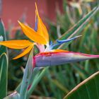 Die Insel der Papageienblumen, Teneriffa