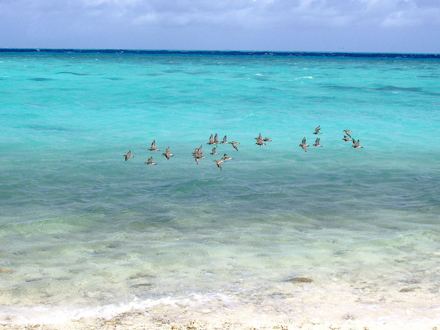 Die Insel Heron in Australien