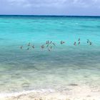 Die Insel Heron in Australien