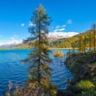 Die Insel im Silsersee