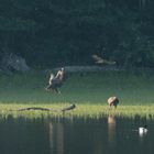 die Insel im Teich