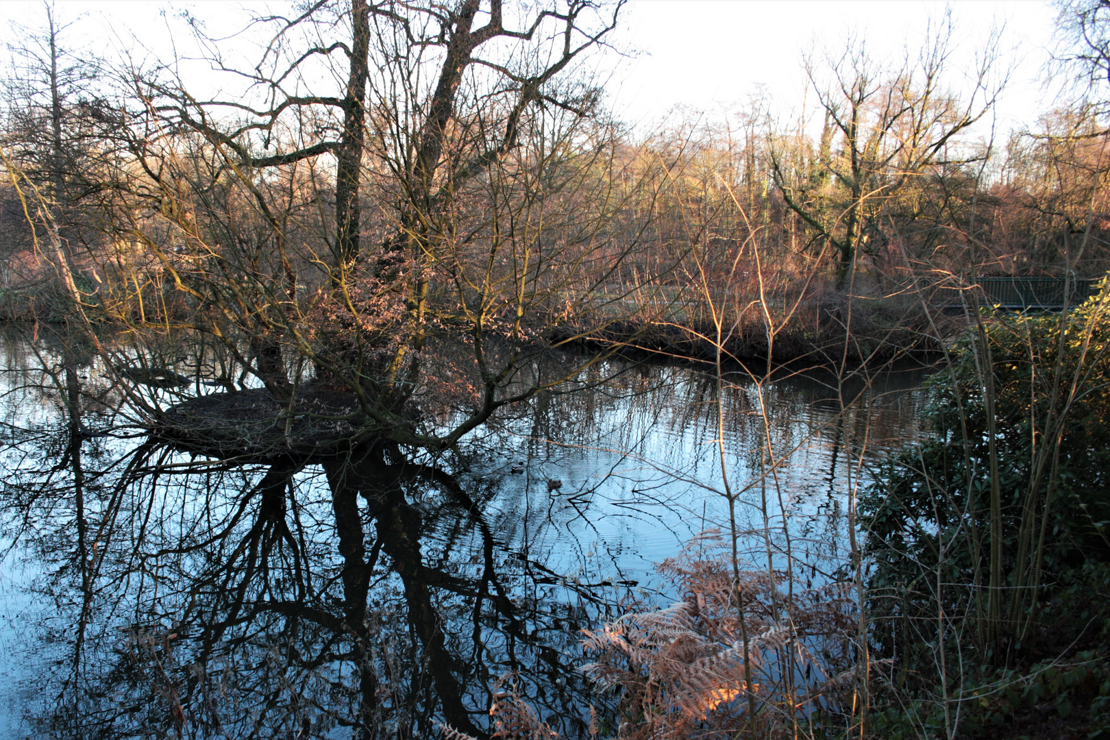 Die Insel im Teich Foto & Bild landschaft, jahreszeiten, garten