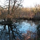 Die Insel im Teich