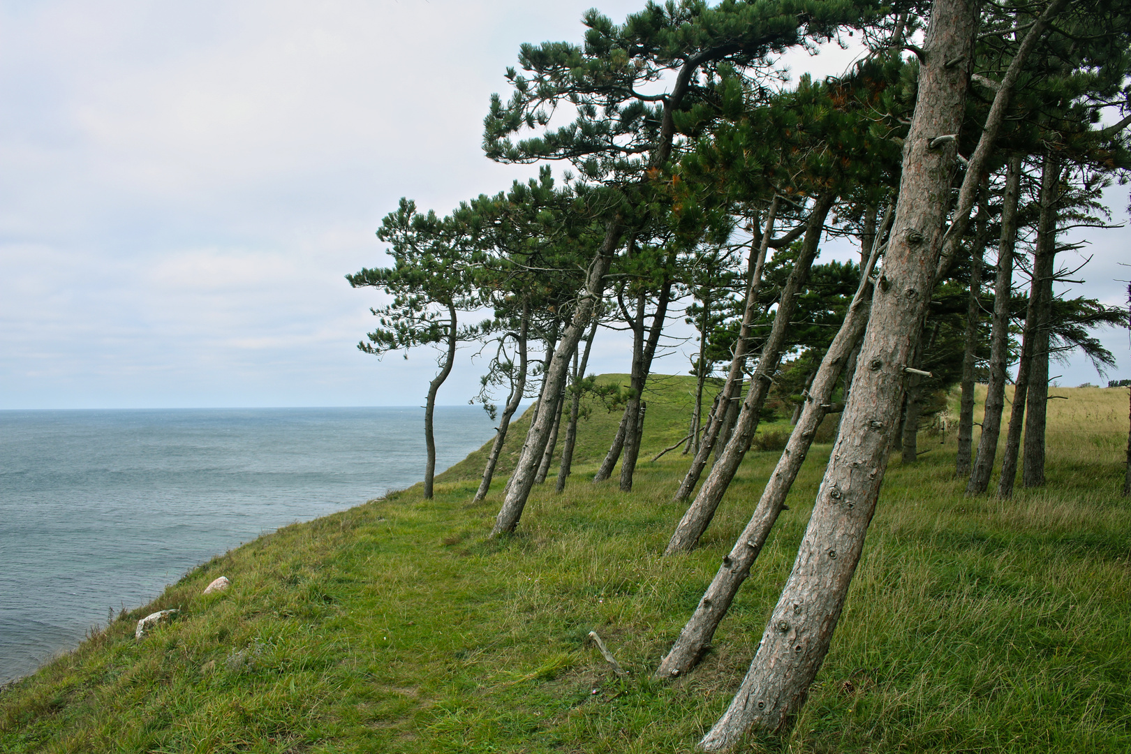 Die Insel Nekselö Foto & Bild world, bäume, steilküste Bilder auf