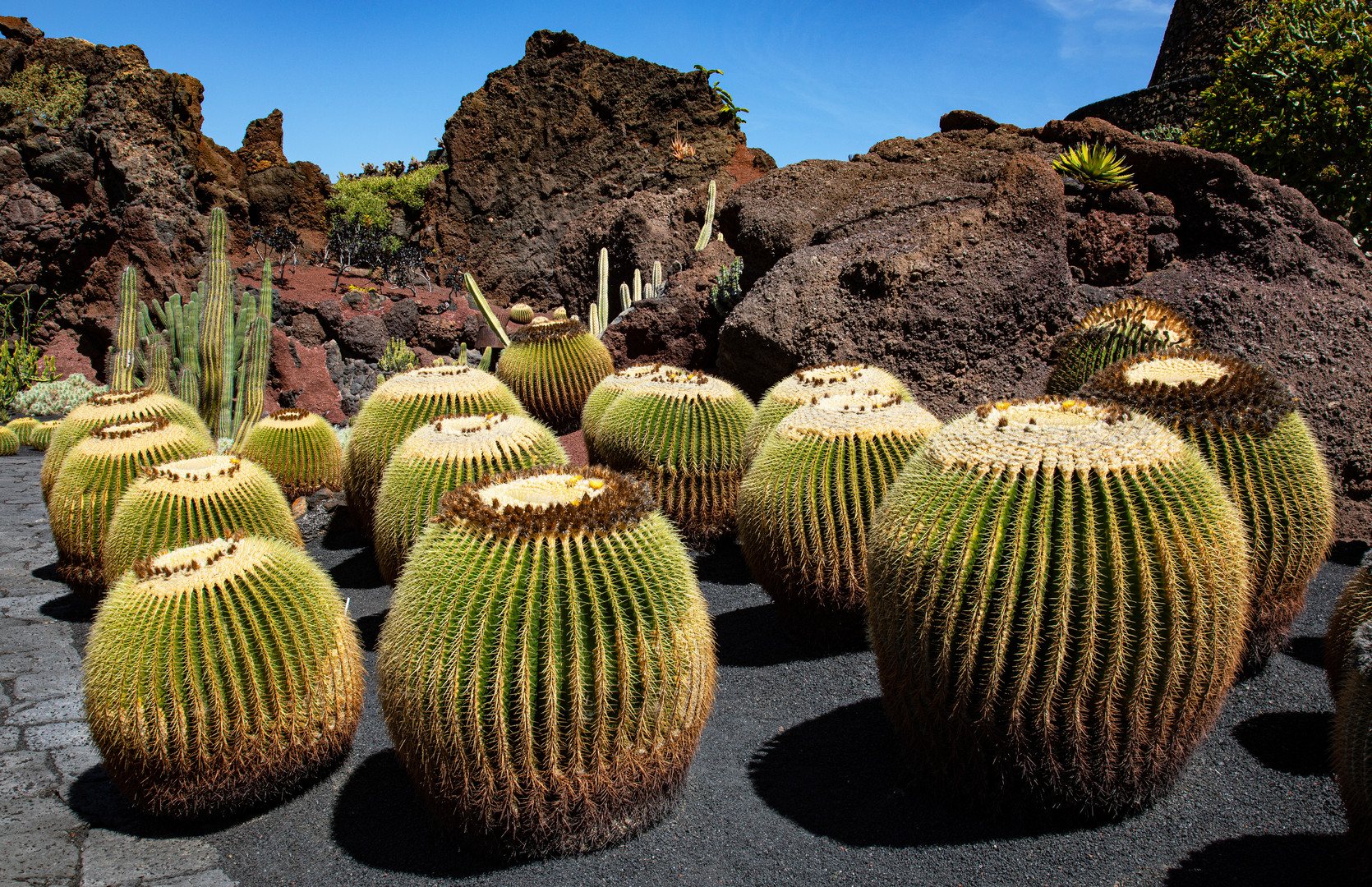 Die Insel von Lava und Kakteen