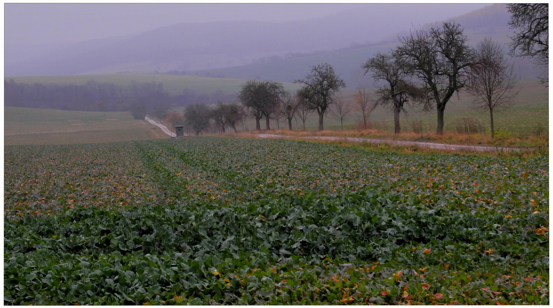 Die intensiven Farben des Novembers II (los colores intensivos del noviembre II)