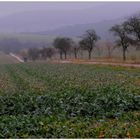 Die intensiven Farben des Novembers II (los colores intensivos del noviembre II)