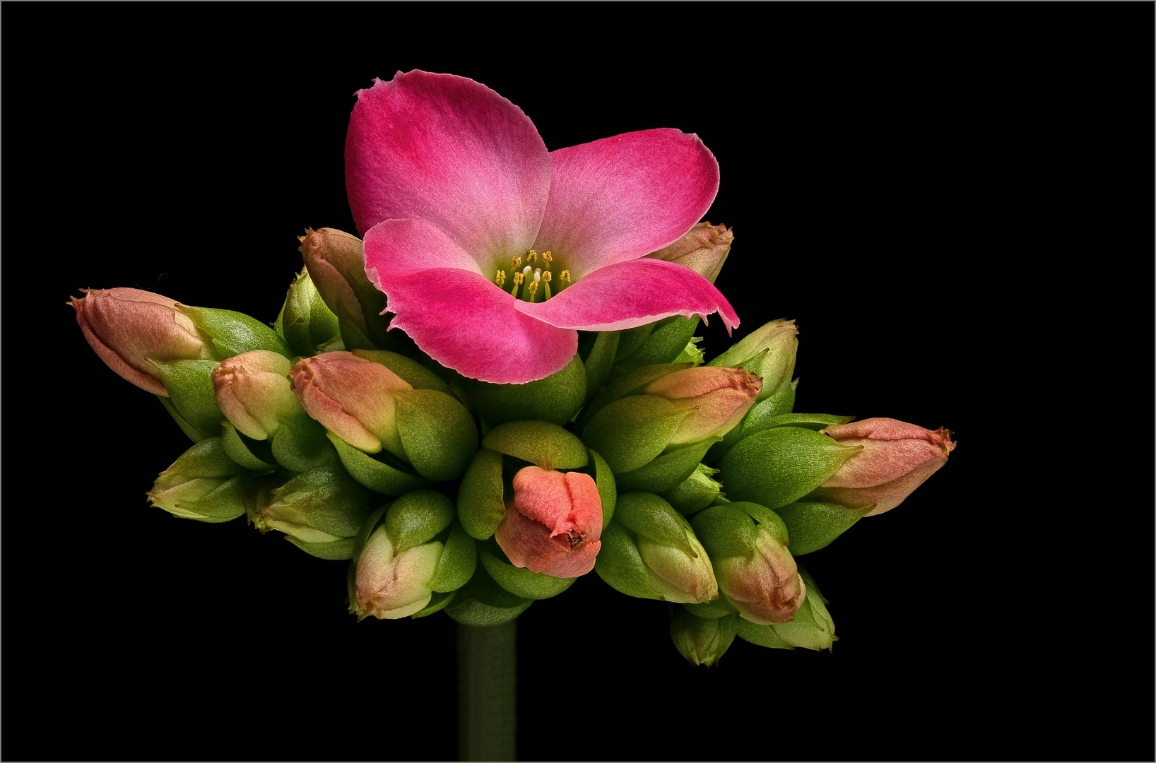 Die interessante Geschichte der Kalanchoe - ( Stacking Bild ) 