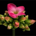 Die interessante Geschichte der Kalanchoe - ( Stacking Bild ) 