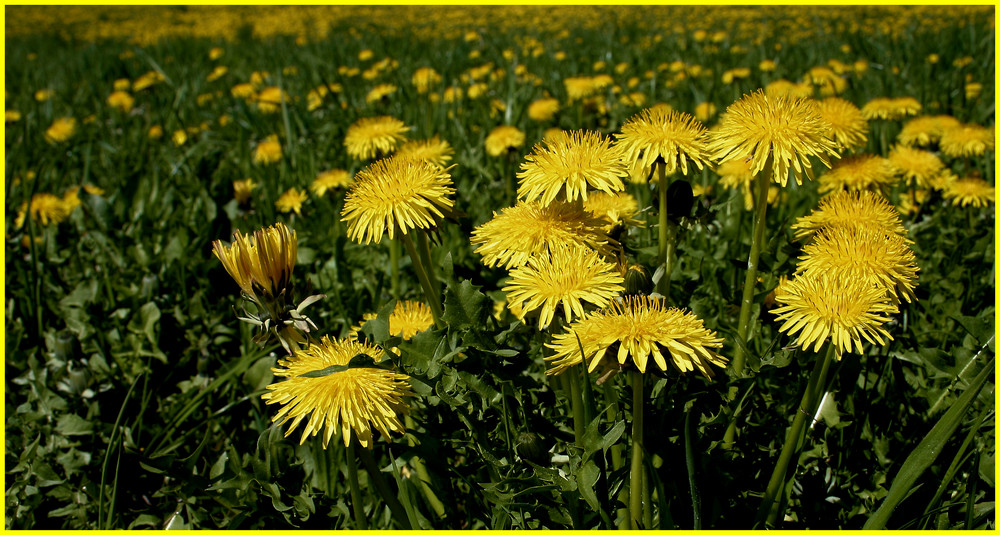 Die Invasion beginnt immer im Frühling