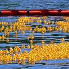 Die Invasion der gelben Quietscheentsche