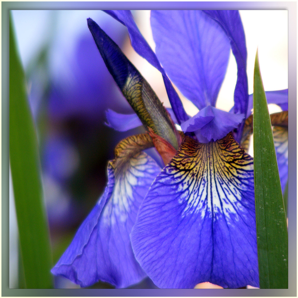 Die Iris