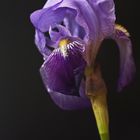 Die Iris