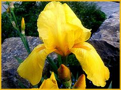 Die Iris - Glucke ,,,