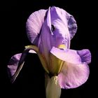 Die Iris im Garten...