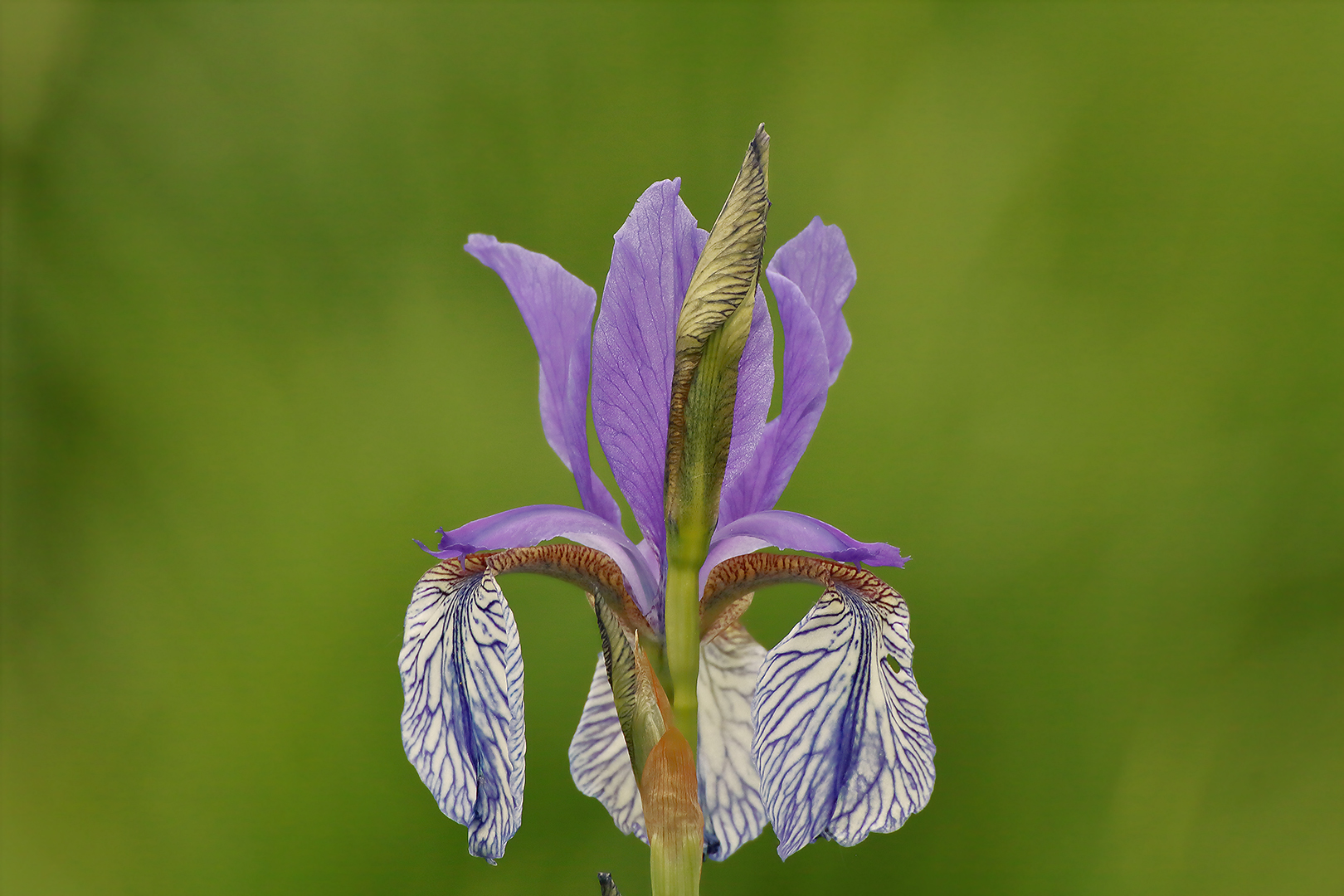 Die Iris in der Wiese Foto & Bild fotos, youth, frühling Bilder auf