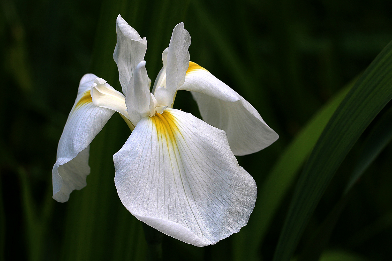 die Iris vom Teich Foto & Bild natur, blüte, iris Bilder auf