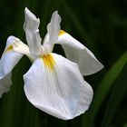 die Iris vom Teich