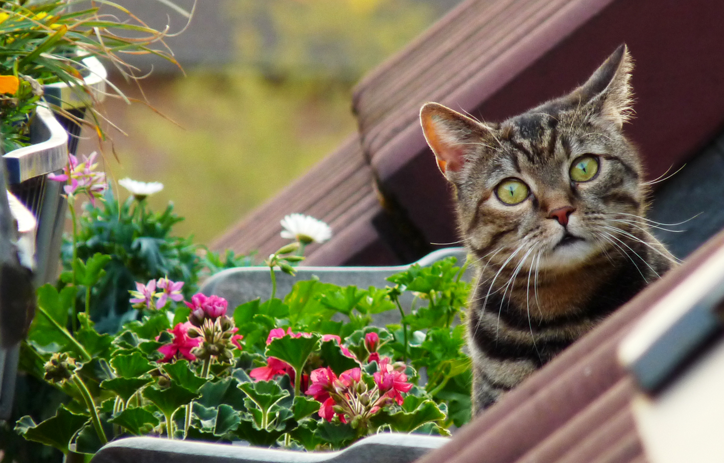 Die irritierte Nachbarkatze