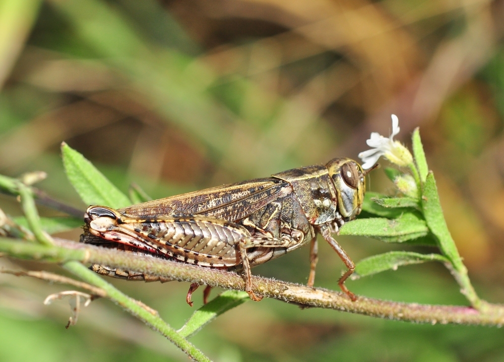 Die Italienische Schönschrecke...... (Calliptamus italicus),