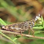 Die Italienische Schönschrecke...... (Calliptamus italicus),