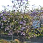 die Jacarandabäume blühen