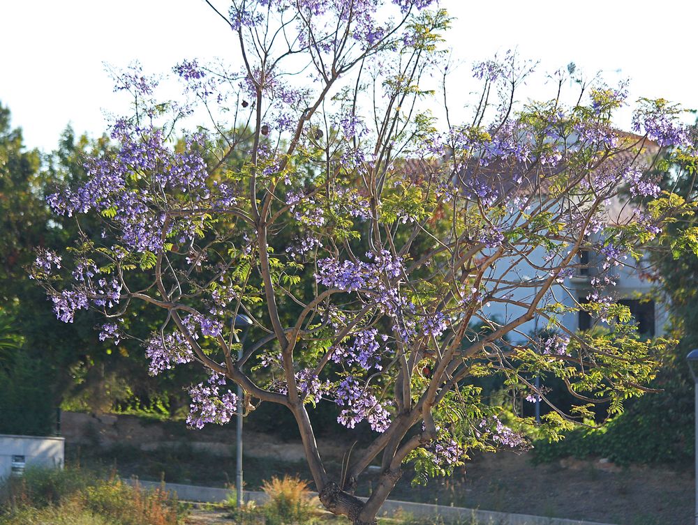 die Jacarandabäume blühen