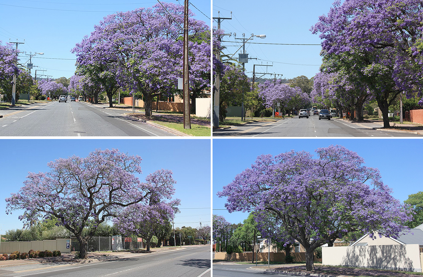 Die Jacarandas blühen wieder in