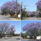 Die Jacarandas blühen wieder in