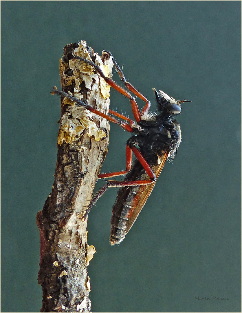 Die Jägerin Foto & Bild tiere, wildlife, insekten Bilder auf