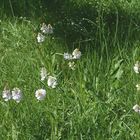 Die jährliche Freude: Ca. 60 wilde Orchideen in meiner Wiese