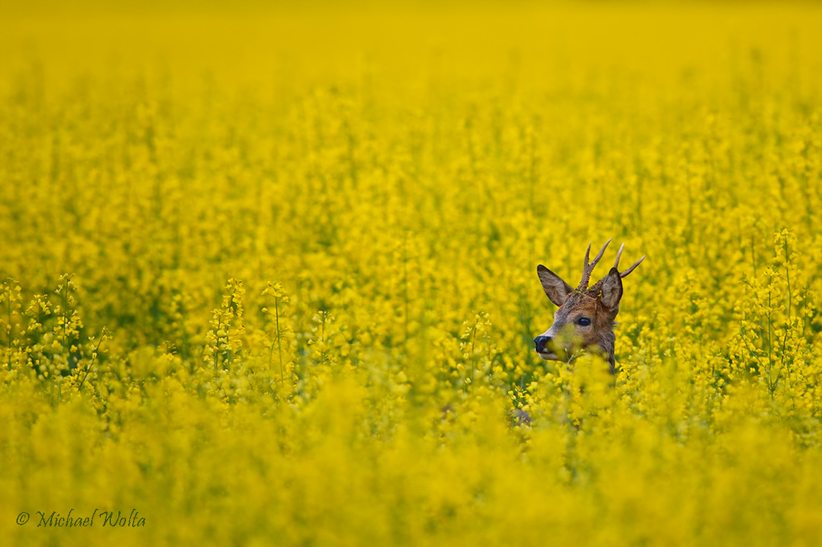 Die Jagd beginnt