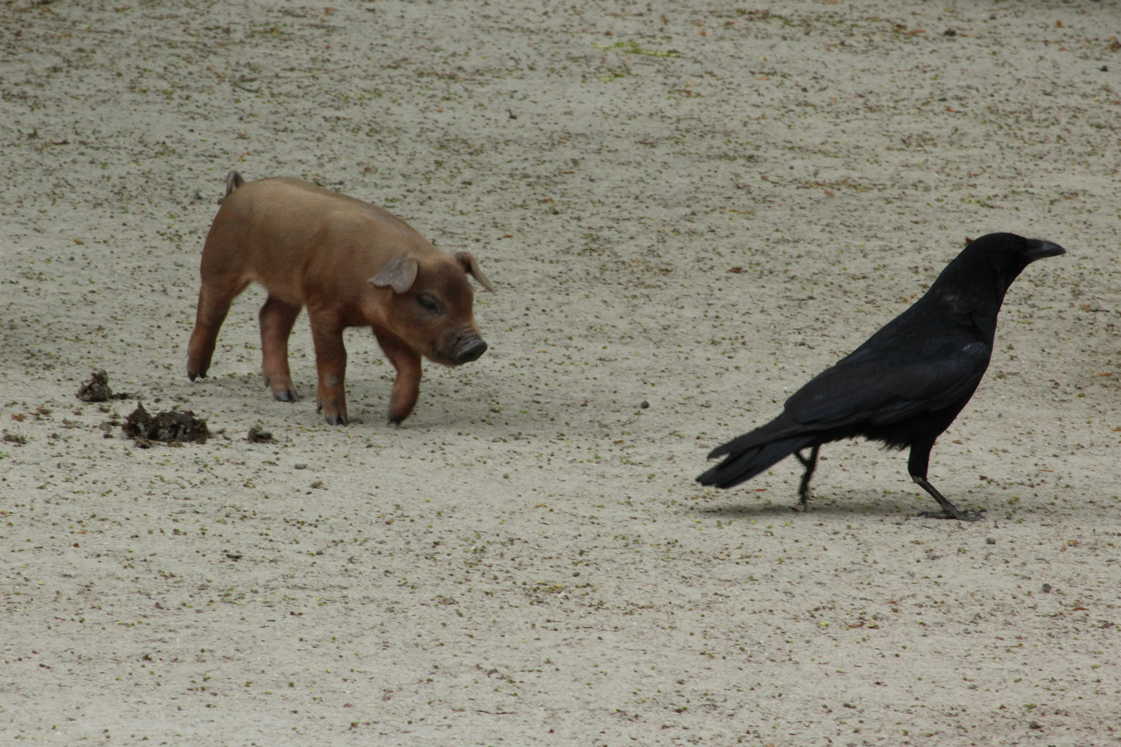 Die Jagd beginnt...