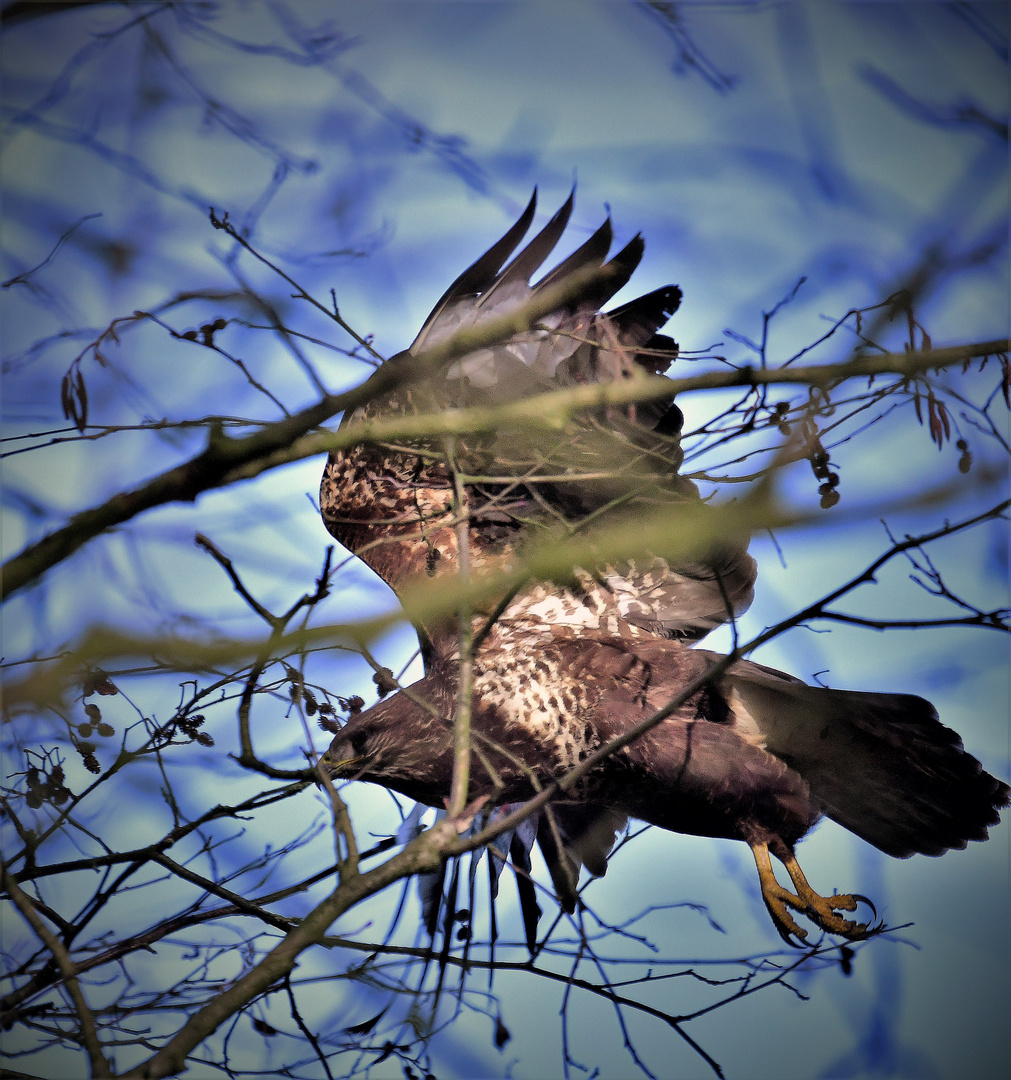 Die Jagd beginnt...