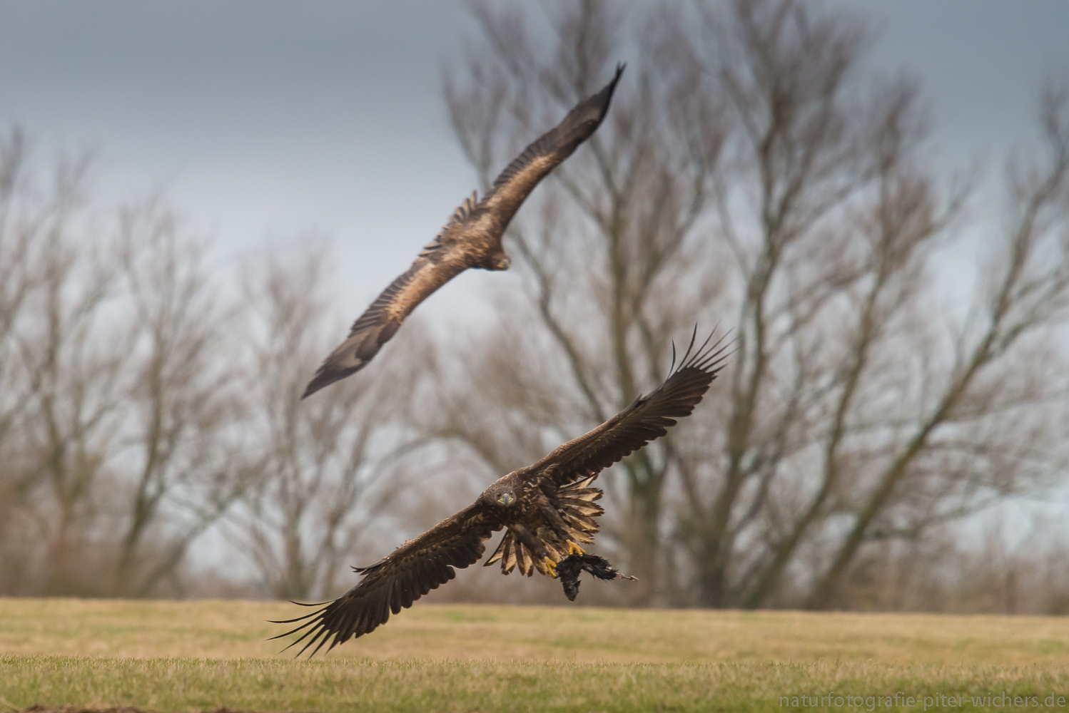 Die Jagd der Adler...