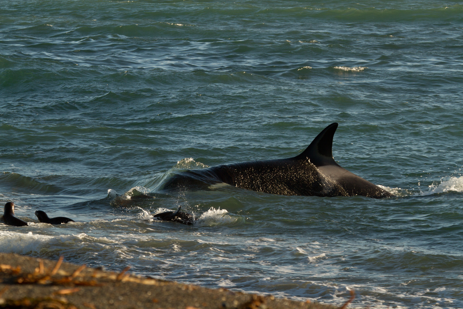 Die Jagd des Orca - I