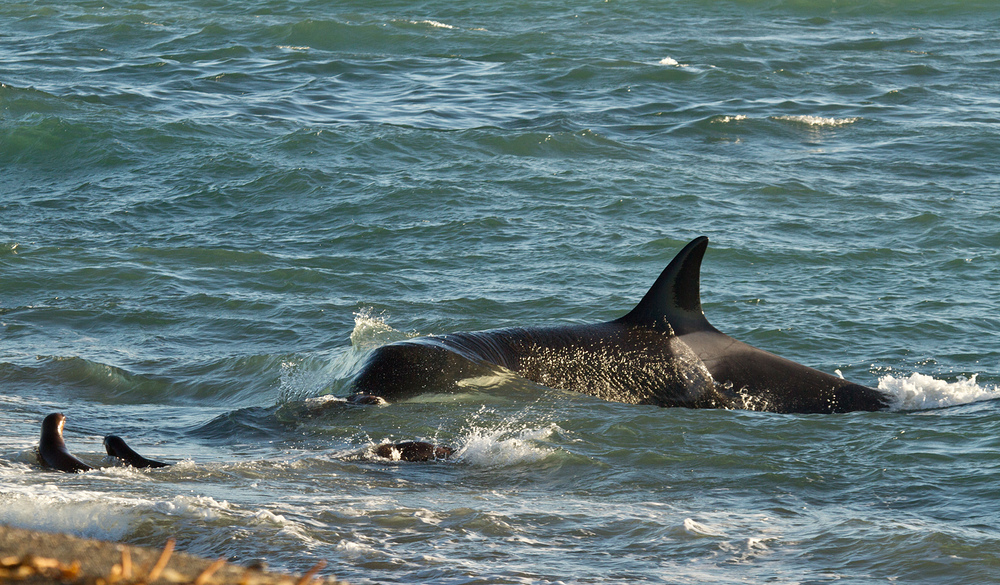 Die Jagd des Orca - II