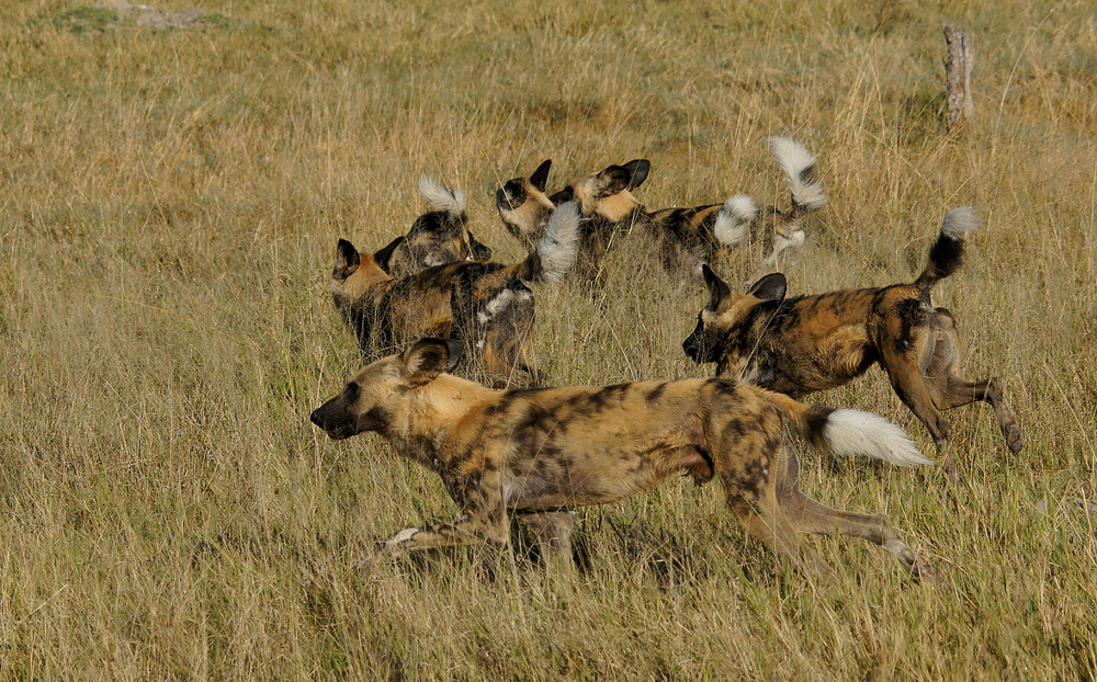 Die Jagd geht los