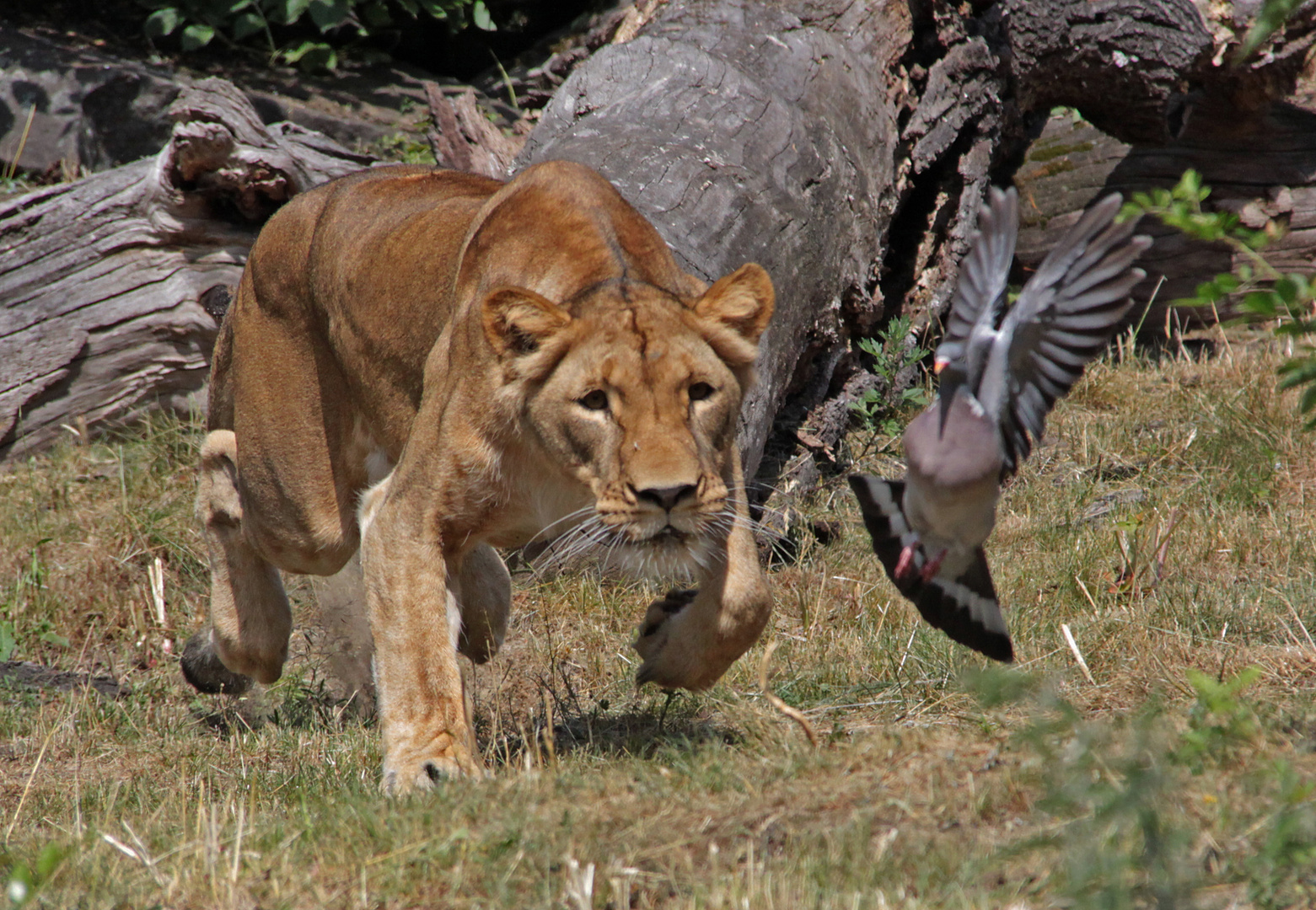 Die Jagd geht weiter...